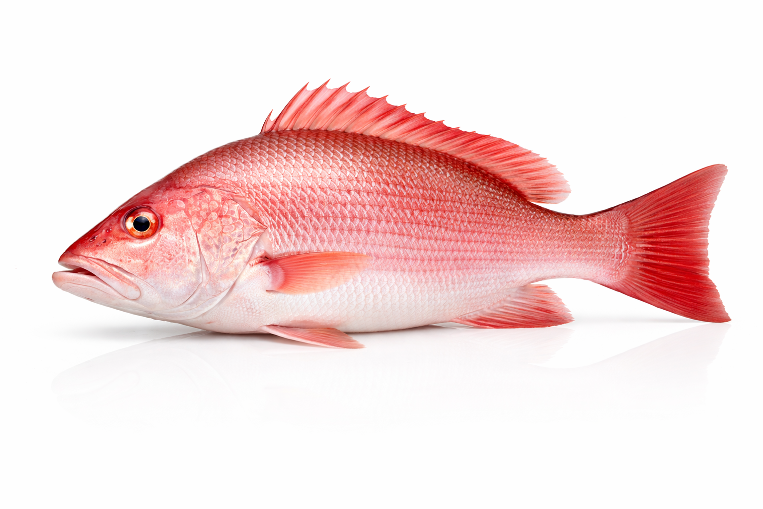 Product – One Stop Solution Seafood Source