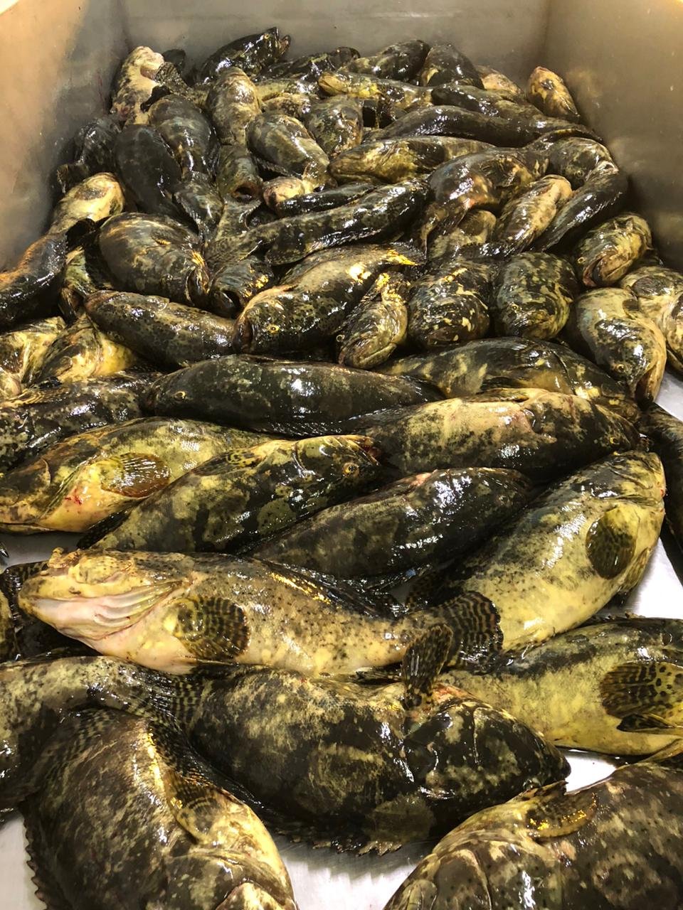 WhatsApp Image 2025-12-25 at 08.28.11