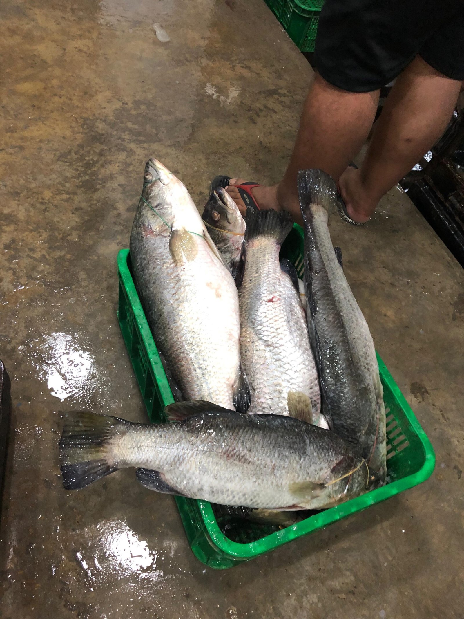 WhatsApp Image 2026-01-03 at 07.39.34