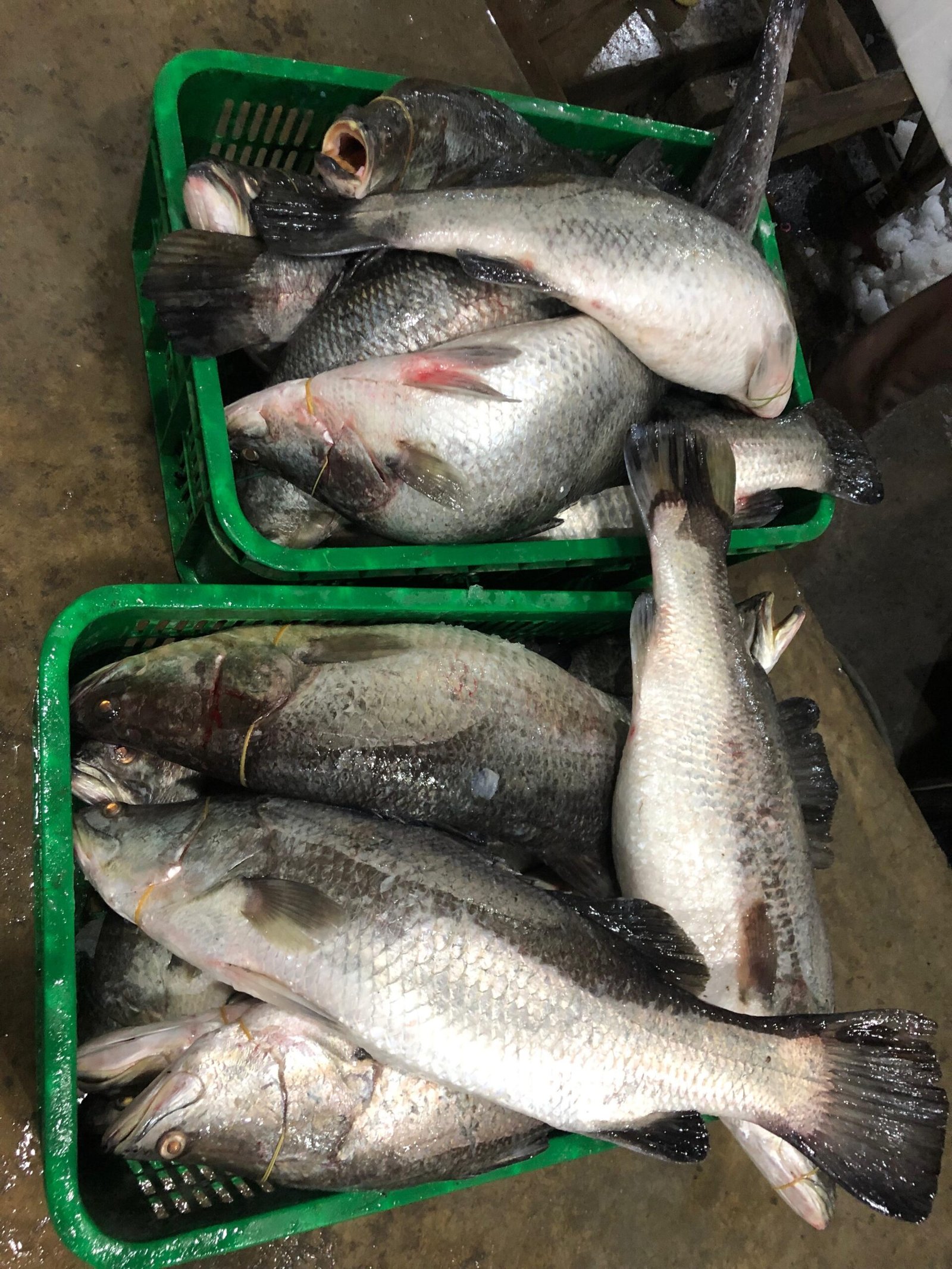 WhatsApp Image 2026-01-03 at 07.39.341