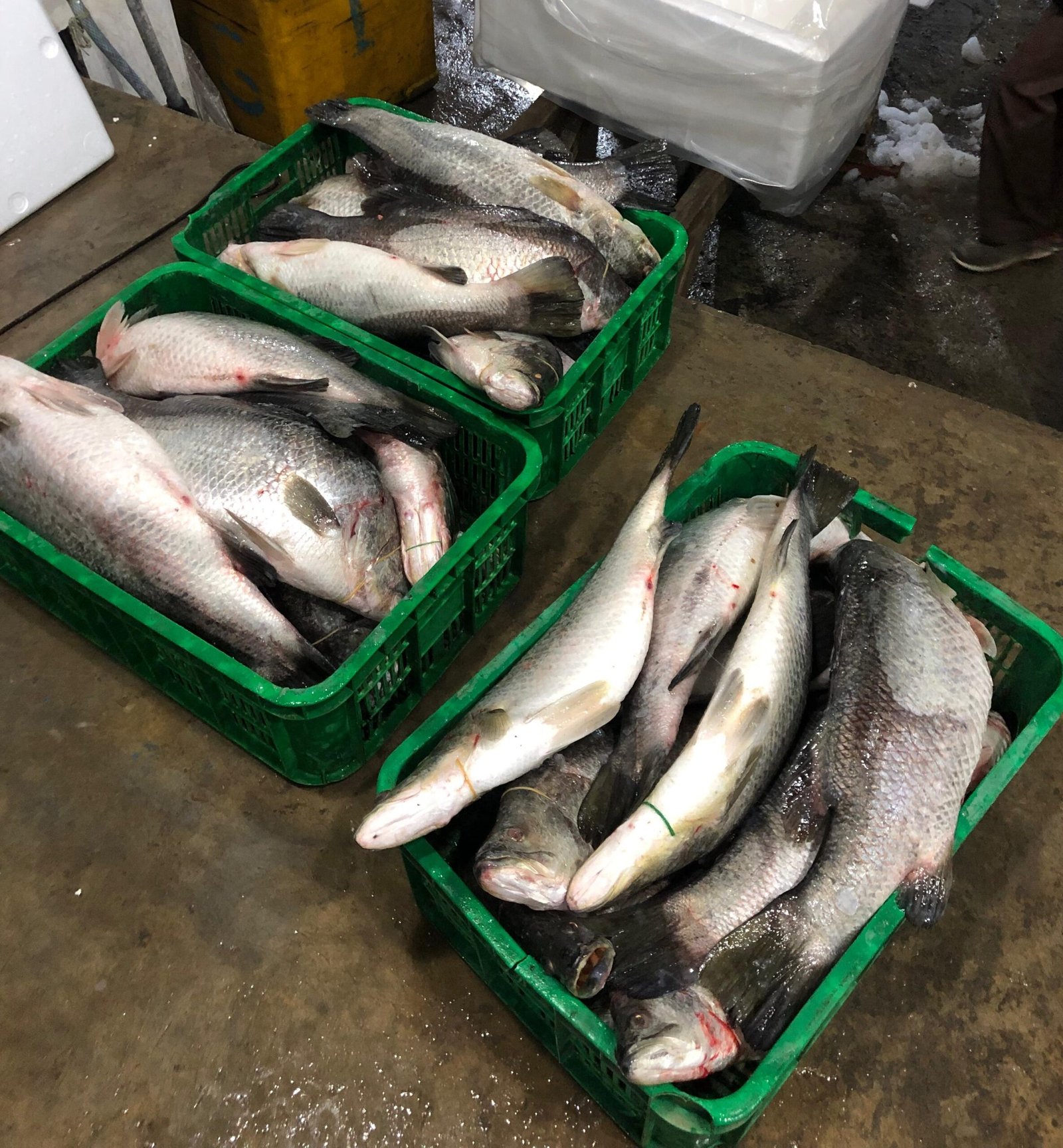 WhatsApp Image 2026-01-03 at 07.39.342