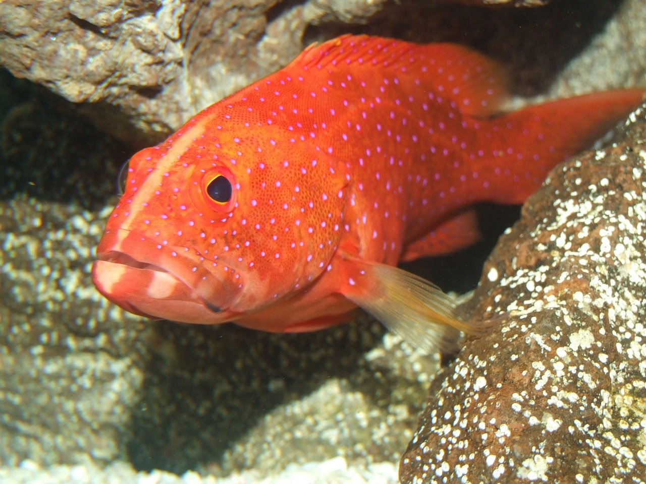 miniatus grouper, grouper, ocean, fish, marine, reef, marine diversity, aquarium, coral, red fish, nature, orange-red, sea-life, underwater-247578.jpg